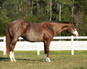 APHA Red Roan Overo Mare