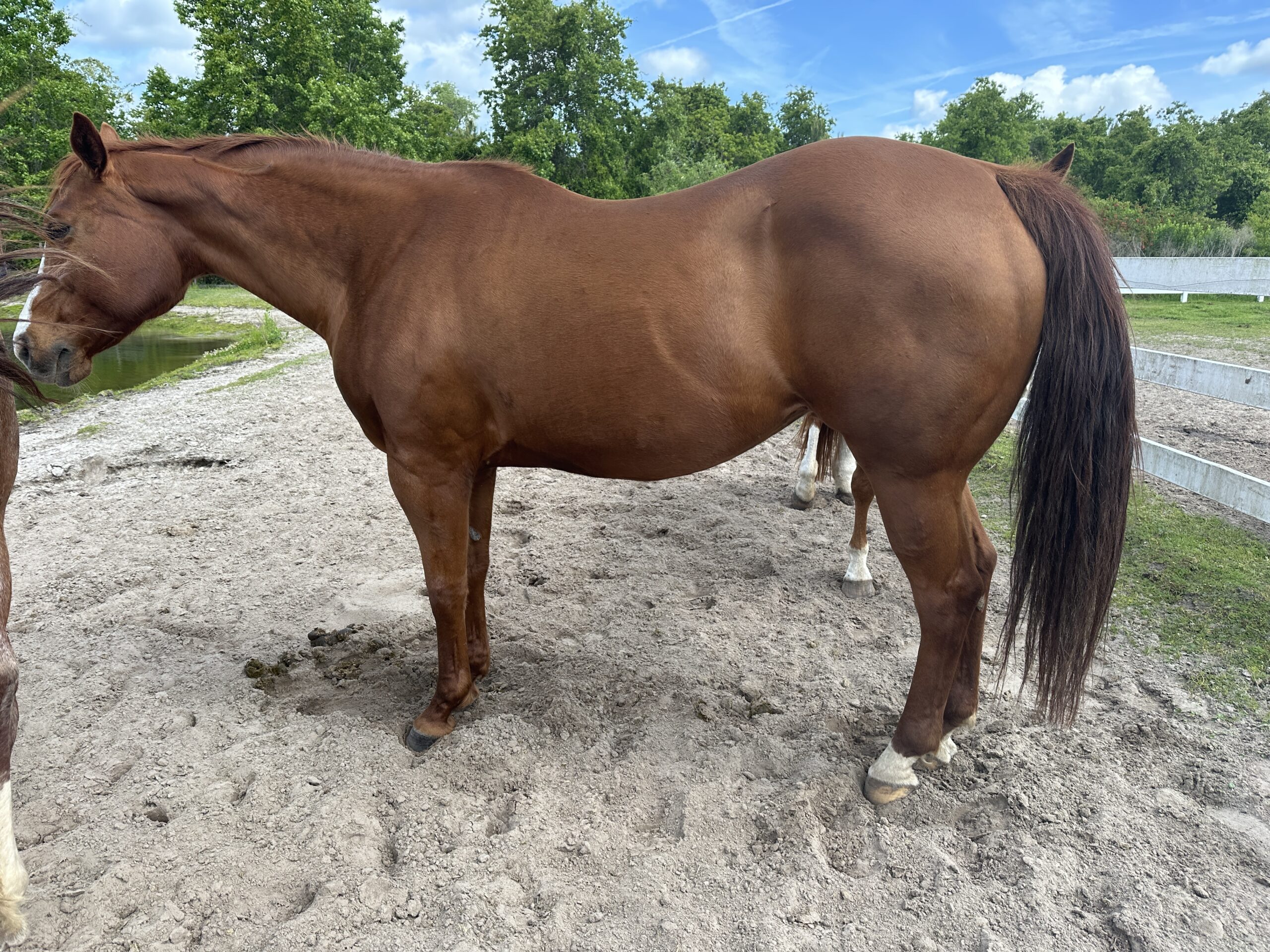 AQHA Broodmare Sorrell